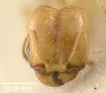 Media type: image;   Entomology 20710 Aspect: head frontal view